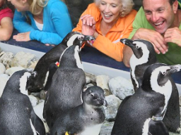 Ripley’s Penguin Playhouse